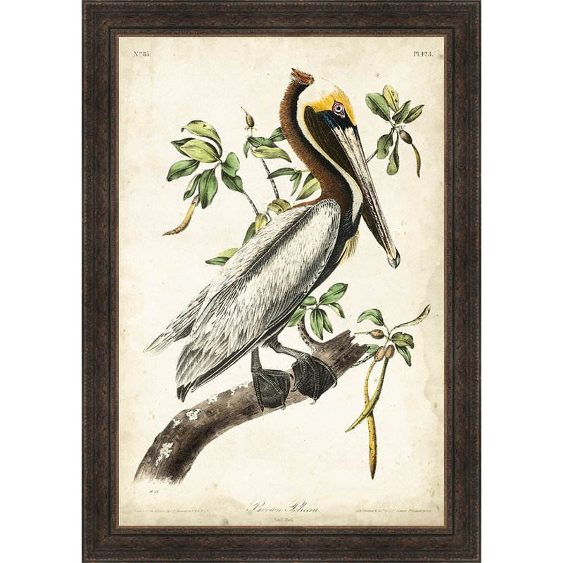 « brown pelican », reproduction d’art encadrée