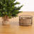 Balsam 3' Pine Christmas Tree