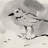 Inky Plover IV by Jacob Green - Wrapped Canvas Painting-860814282