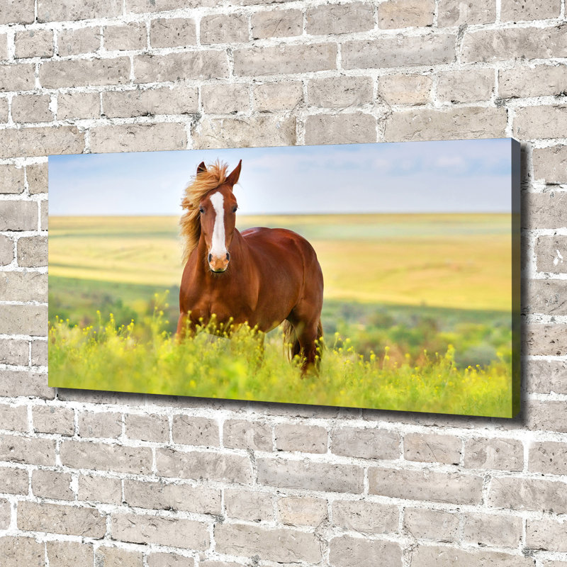 Brown Horse - Wrapped Canvas Print
