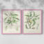 Antique Ammond Botanical III - reproduction encadrée de qualité supérieure - prête à être accrochée - aucun clou requis - aucun clou requis-1669487681-1669487707