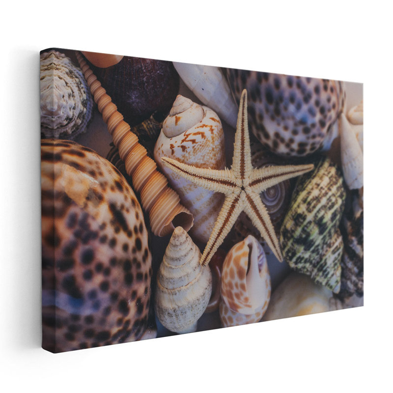 Coquillages et étoiles de mer - reproduction d'art sur toile, H 24 po x l 36 po