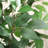 Adcock Faux Ficus Tree in White Planter-1140486949