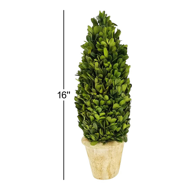 Ensemble de 2 topiaire de buis en pot