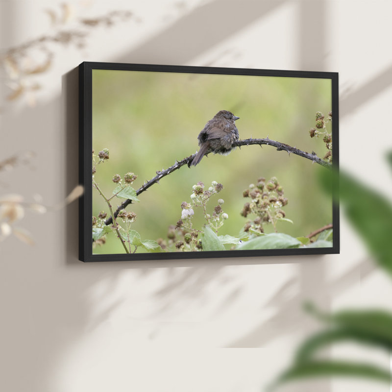 Resting Sparrow -Framed Print - Restickable, 11" H x 14" W, Black