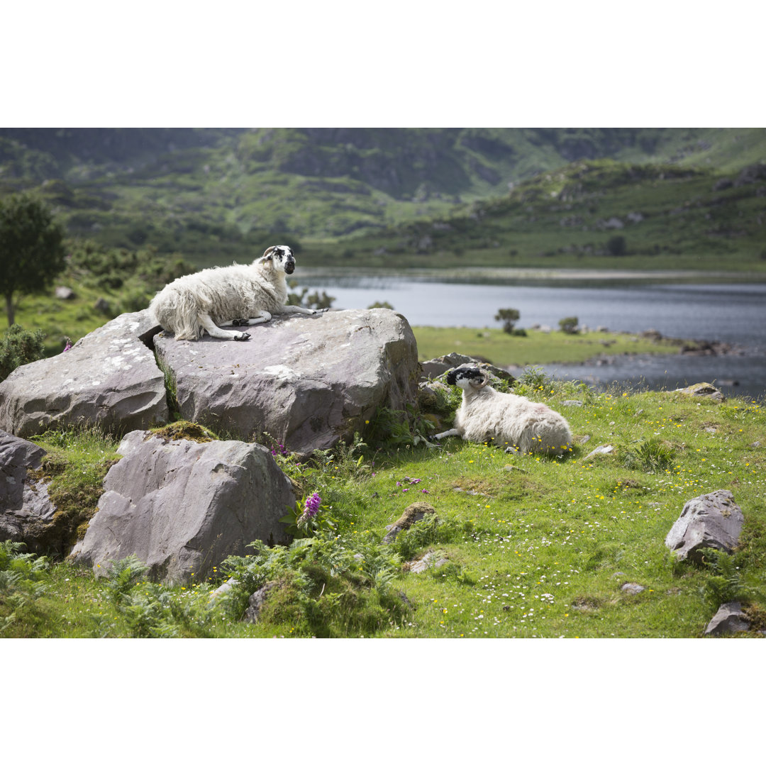 Schafe im Killarney National Park