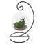 Agave plante suspendue en pot