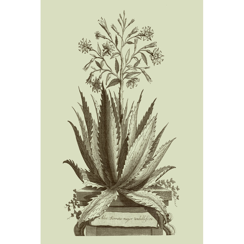 Vintage Aloe I by Abraham Munting - Wrapped Canvas Print, 76cm H x 51cm W x 3.8cm D