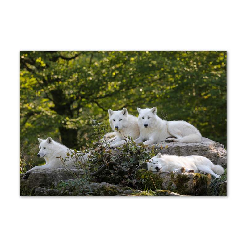 White Wolves Rock - Wrapped Canvas Print