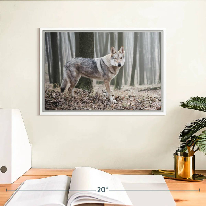 Loup d'hiver brumeux, Cadre flottant blanc, 13 po x 9 po