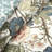 Lush Decor Sydney Reversible Cotton Duvet Cover Set-828082328