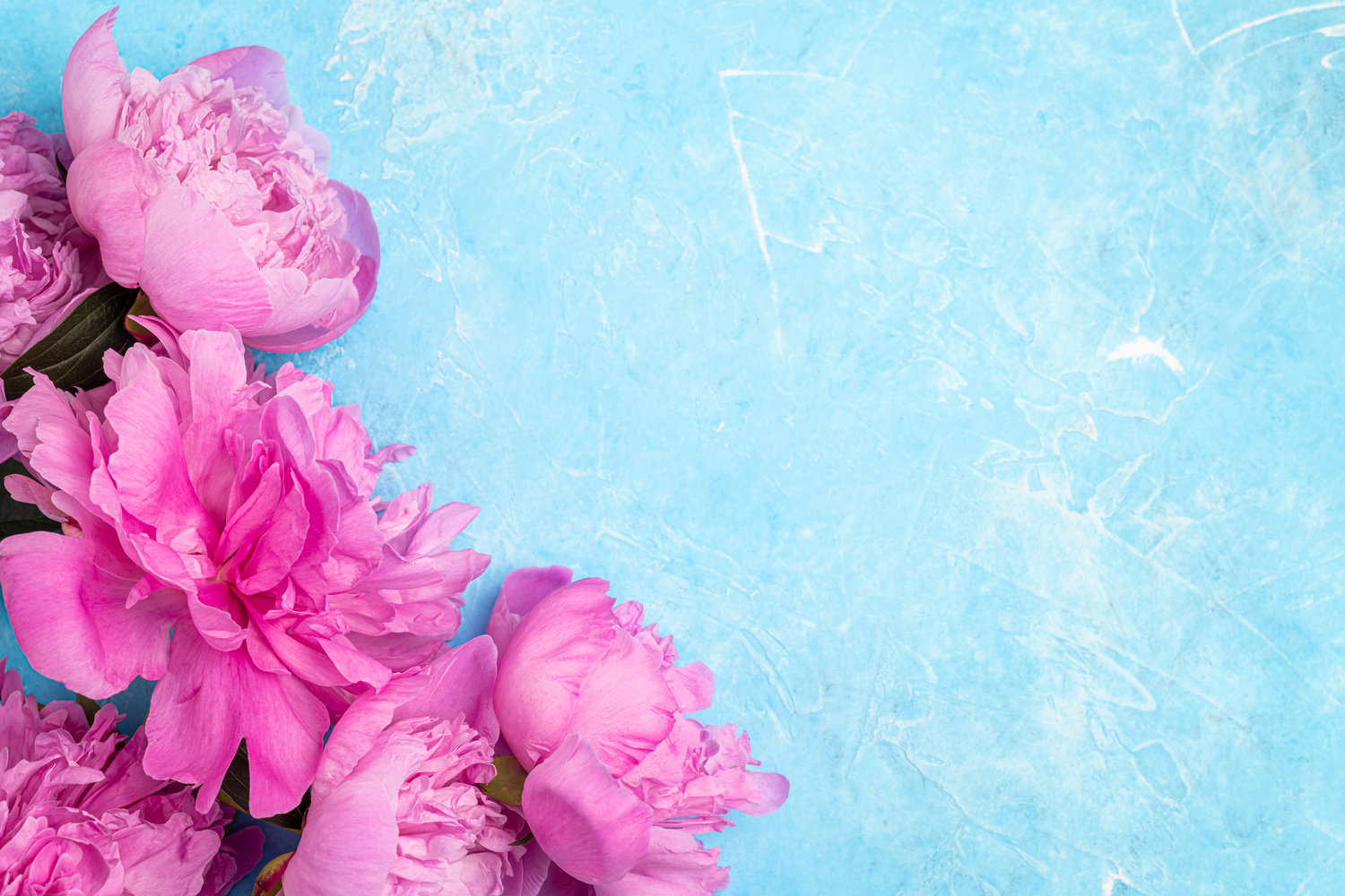 Ebern Designs Pink Peony Flowers - Wrapped Canvas Photograph | Wayfair