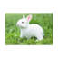 «Rabbit Hunting Rabbit on Hunt», reproduction d'art mural-132521260