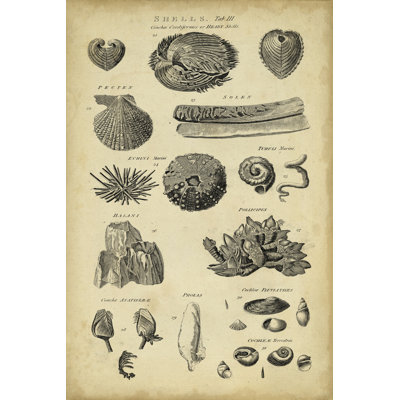 Study Of Shells IV by George Chambers - Wrapped Canvas Print