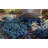 Primrue Live Flowering Plant in Plastic Pot