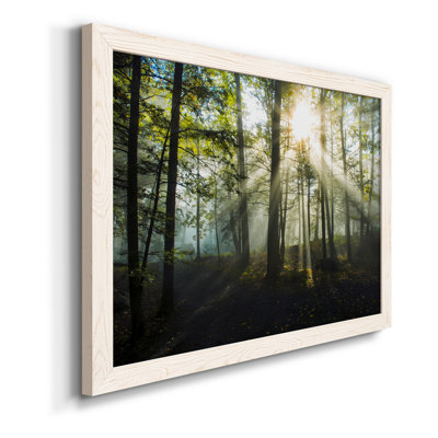" Light And Trees "