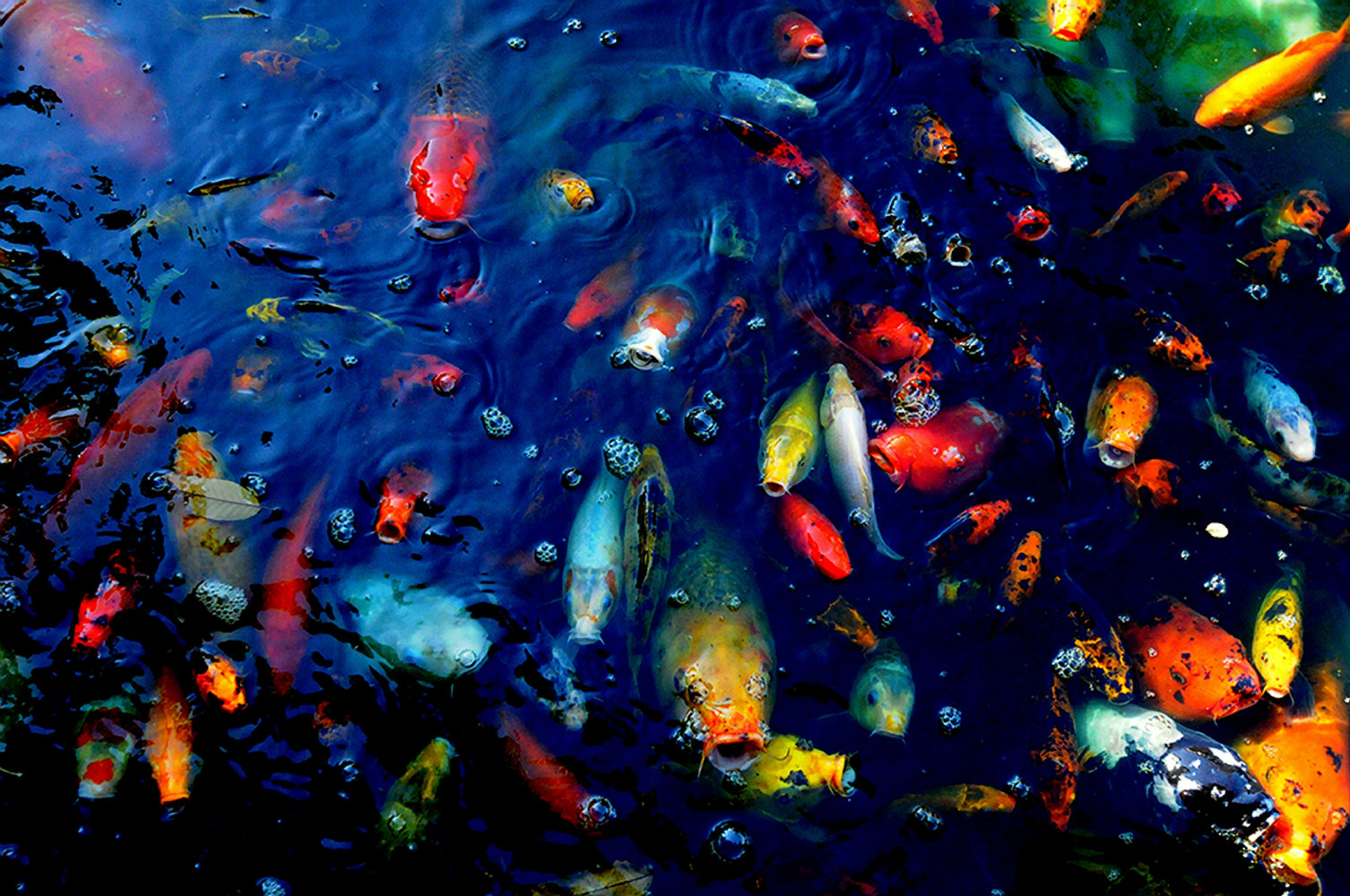 Ebern Designs Colorful Fish - Graphic Art Print | Wayfair
