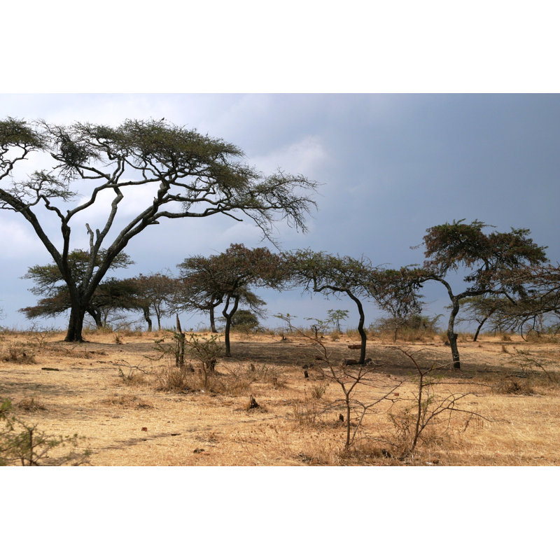 Rwanda Trees by Mcmahant - Wrapped Canvas Print, 51cm H x 76cm W