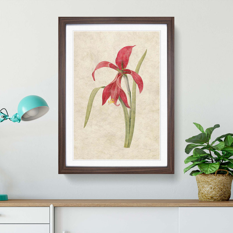Amaryllis Flower by Pierre-Joseph Redoute - Single Picture Frame Painting, Walnut Framed, 33cm H x 24cm W x 2cm D