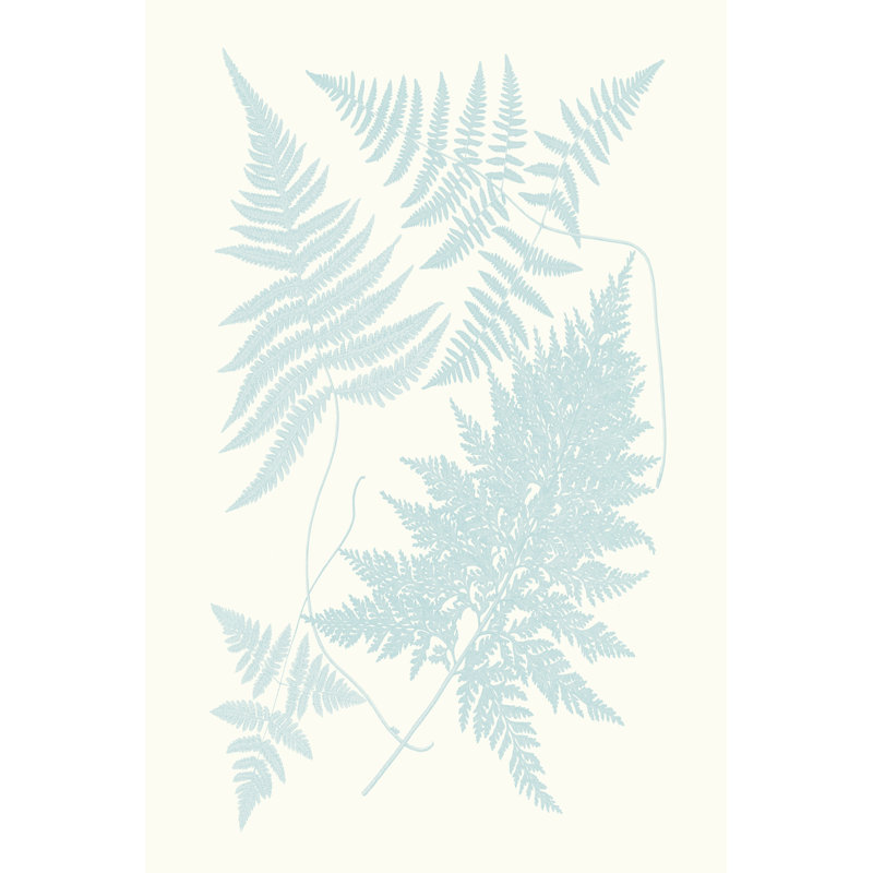 Serene Ferns IV - Wrapped Canvas Print, 30cm H x 20cm W