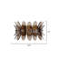 Coronet Wall Sconce-2006621091