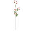 Wild Blackberry 31-Inch Stem-479163094