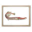 Chinese Trumpet-Fish by George Shaw - Framed Print-55621299-55621300