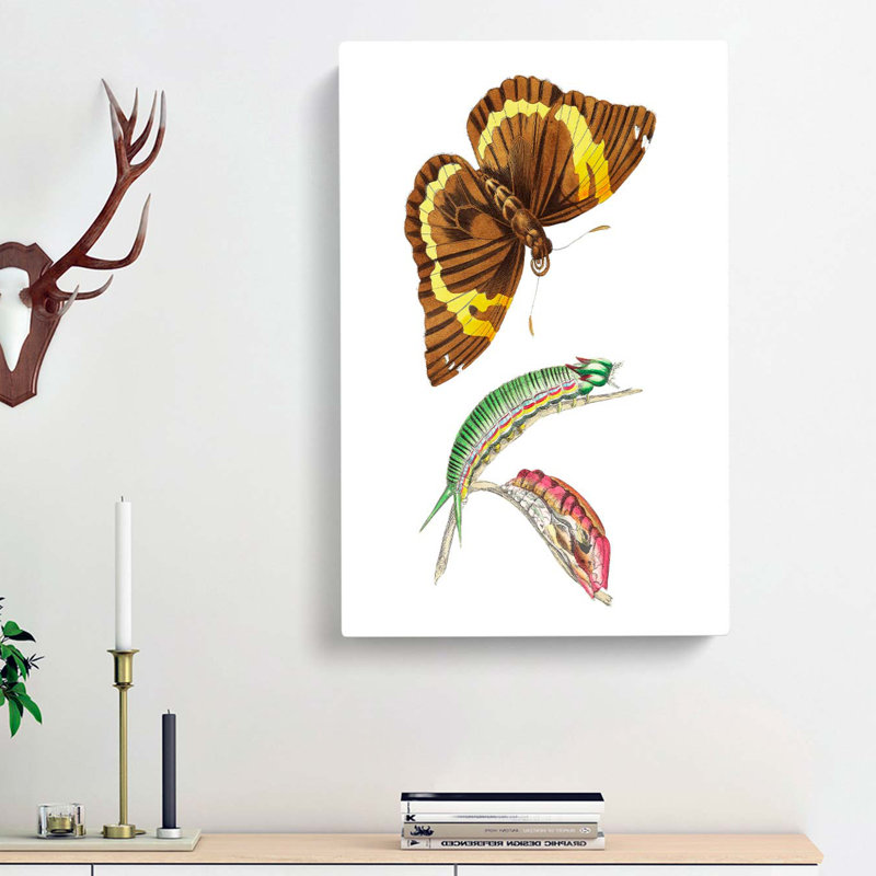 Caterpillar & Cassia Butterfly by George Shaw - Wrapped Canvas, 60cm H x 40cm W x 3cm D