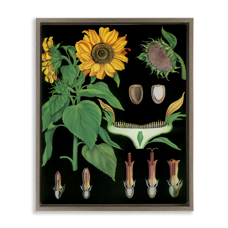 Cadre flottant à motif d'illustrations de tournesol, design Vintage Hustle, H 31 po x l 25 po, Cadre flottant orme Montalcino