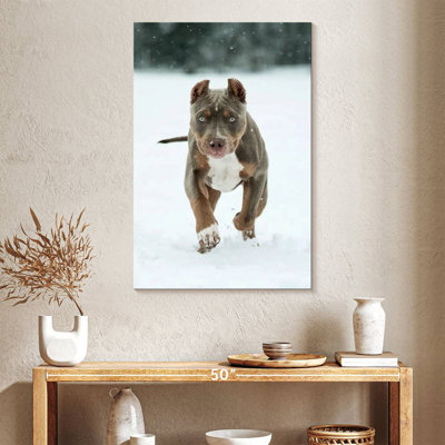 Brampt Pit Bull sur neige