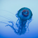 La Meduse 2 Print by Francis Augustine