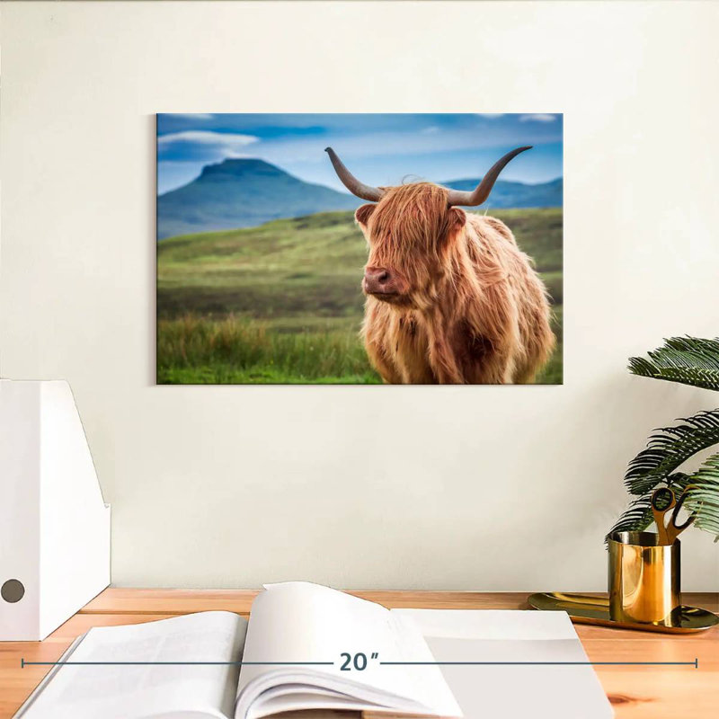 Vache Highland Brampt, H 8 po x l 12 po