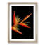Orange and Red Bird of Paradise in Abstract - Picture Frame Graphic Art Print-55723846-55723847