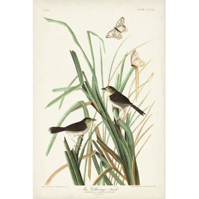 Pl. 355 Mac Gillivray's Finch