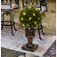 61cm Boxwood Plant