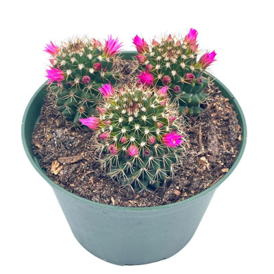 Old Lady Cactus 6 Inch Mammillaria Hahniana Crown Of Flowers