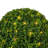 Vickerman Artificial Boxwood Ball 24 " H Faux Boxwood Topiary in Plastic Pot Liner