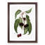 Hard-fleshed Cherry Tree by Giorgio Gallesio - Picture Frame Painting Print-55580259-55580258