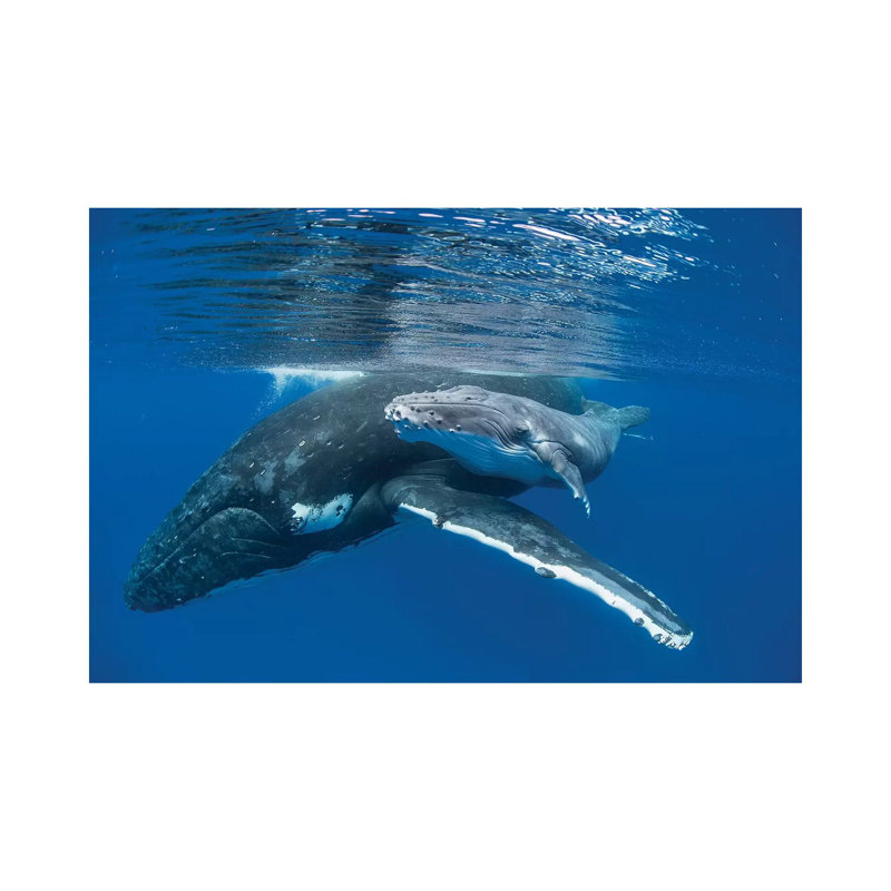 Humpback Whale Mother With Four Day Old Calf, Tonga by Suzi Eszterhas - Wrapped Canvas Gallery-Wrapped Canvas Giclée