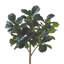 Fiddle Leaf Fig Tree