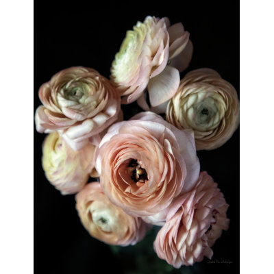 " Ranunculus Group II " by Debra Van Swearingen