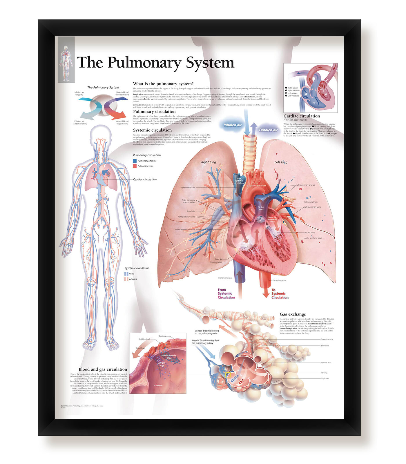 pulmonary circulation diagram for kids