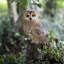 Brown Owl on branch | Handcrafted Decorative Bird Statue for Home & Garden | Premium Polyresin, Weather-Resistant Indoor/Outdoor Decor