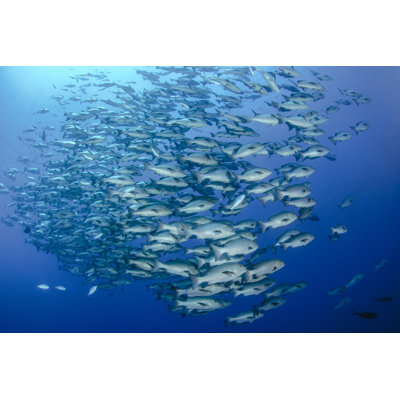 Snapper by Atese - Wrapped Canvas Print