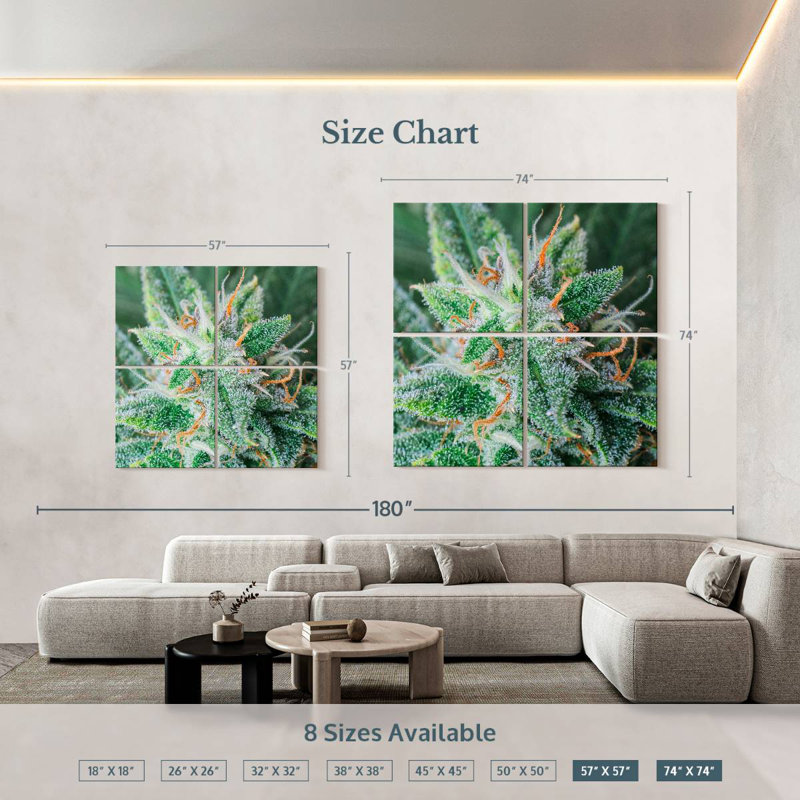Cannabis Trichomes And Pistils