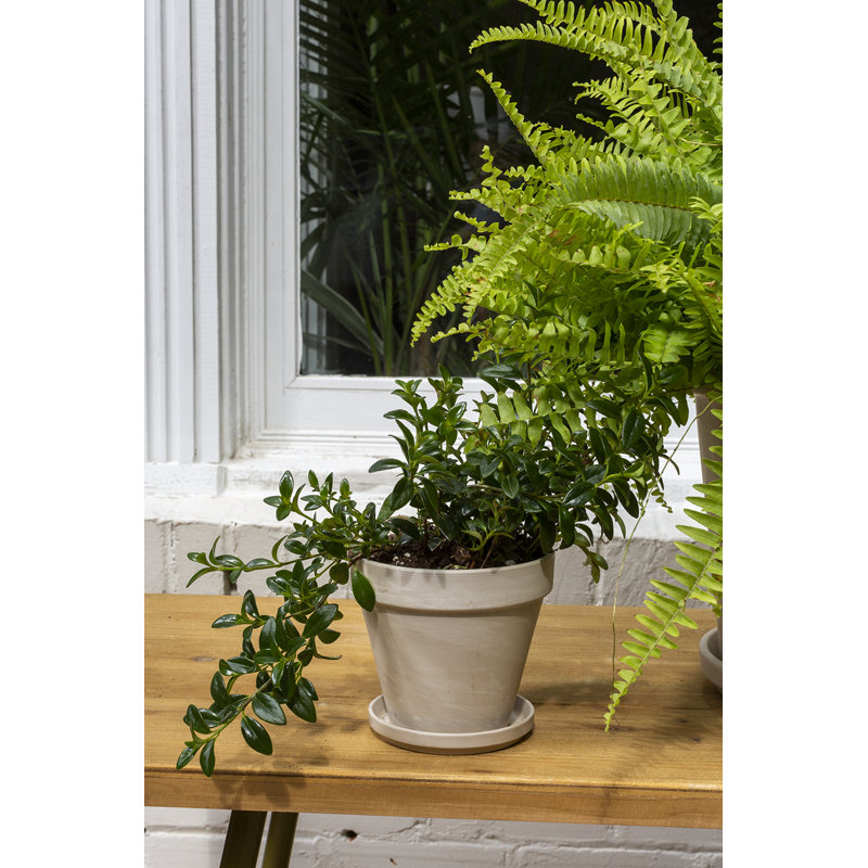 Rebertha Handmade Pot Planter, 5" H x 5.5" W x 5.5" D