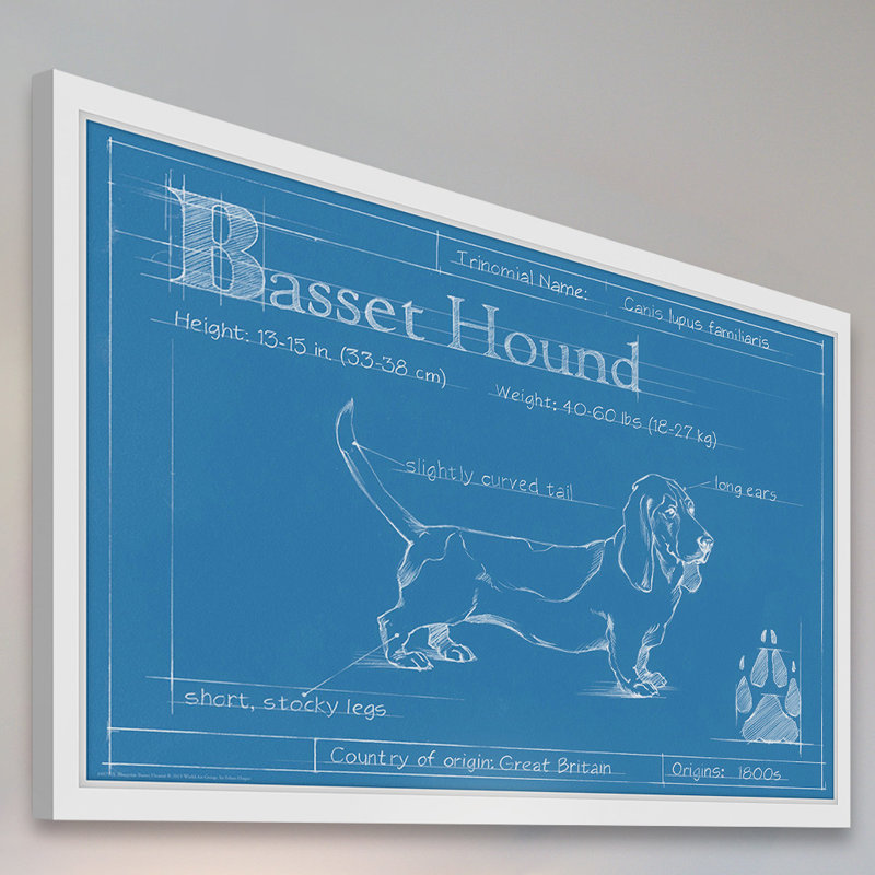 «Blueprint Basset Hound» par Ethan Harper, art mural sur toile, H 20 po x l 30 po x P 1,5 po, Papier avec cadre blanc