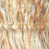 Ambre