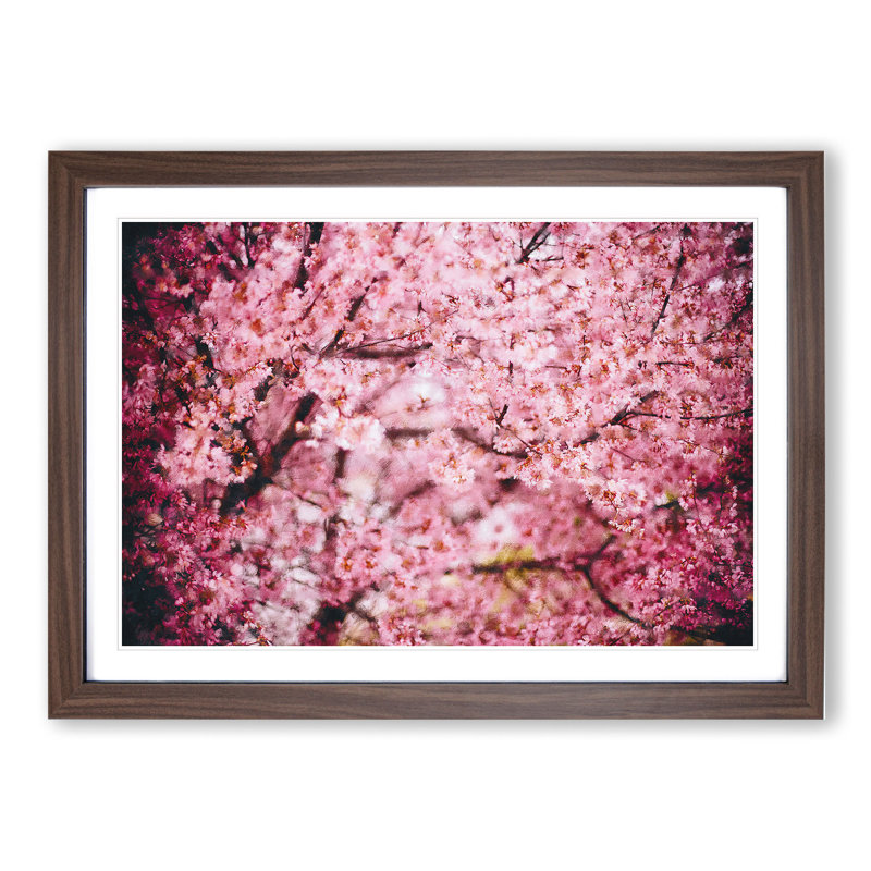 Pink Cherry Blossom Flowers Vol.3 - Picture Frame Graphic Art, 36cm H x 48cm W x 2cm D, Walnut Framed