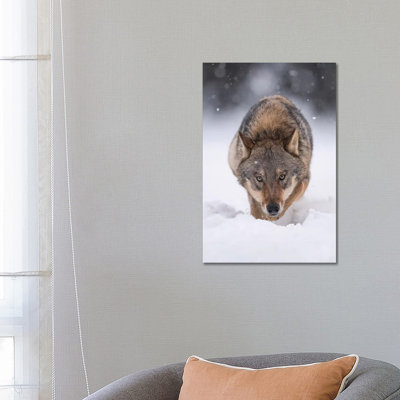 Wolf Hunting In The Snow by Dick Van Duijn - Wrapped Canvas Print